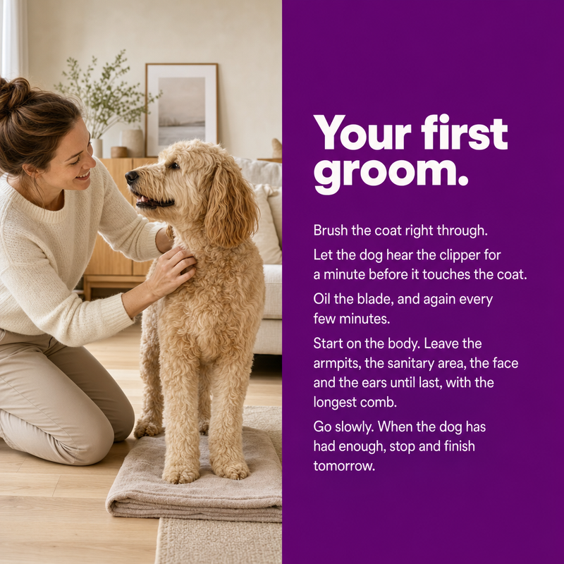 Deine erste Schur: gründlich durchbürsten, deinen Hund die Schermaschine hören lassen, den Scherkopf ölen, am Körper beginnen, Gesicht und Ohren zum Schluss, langsam vorgehen.